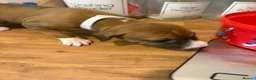 Mixed Breed dogs for sale: Lurcher x saluki puppies in Salisbury - Advert 15