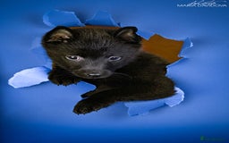 Schipperke dogs for sale: puppy schipperke - Image 11