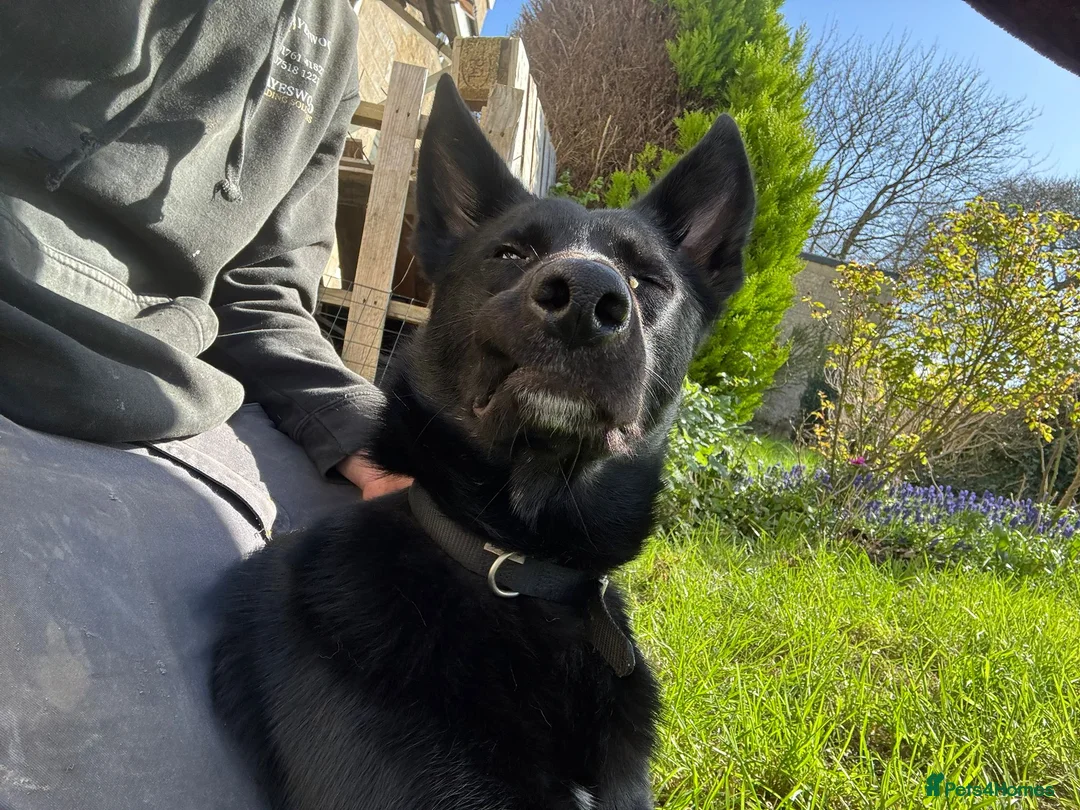Mixed Breed dogs for sale: Koba 1 year old in Bath - Advert 3
