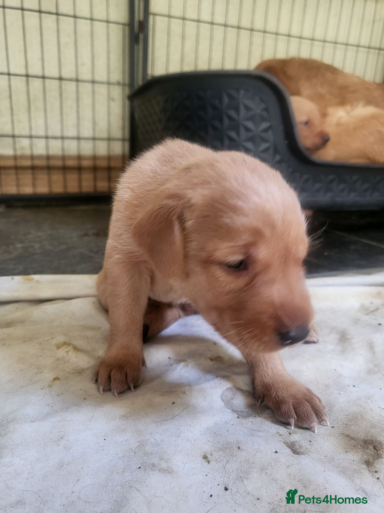 Labrador Retriever dogs A Perfect Litter of Pedigree Fox Red Labradors - Advert 2