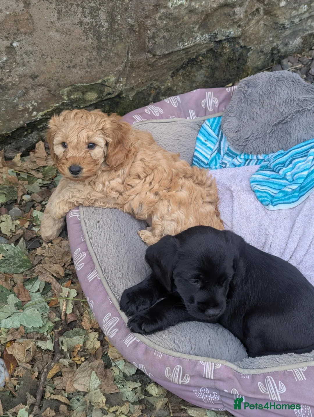 Cockapoo dogs for sale: One blonde curly haired and one black smoother. - Advert 1