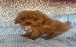 Cavapoo dogs for sale: F1 b cavapoo puppies 🐶  - Image 26