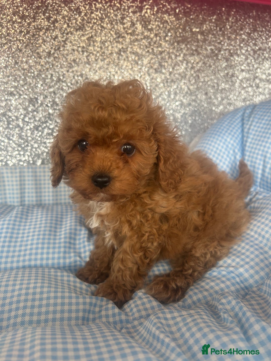 Cavapoo dogs for sale: F1 b cavapoo puppies 🐶  - Image 26
