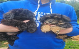 Mixed Breed dogs for sale: Chorkie x poodle pups - Image 7