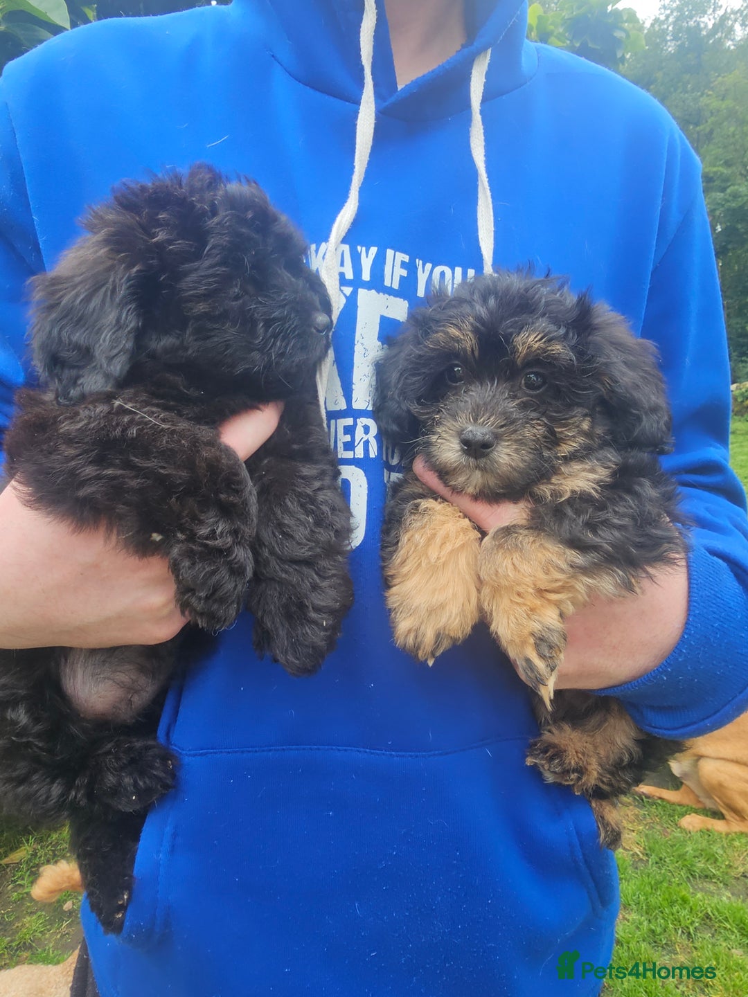 Mixed Breed dogs for sale: Chorkie x poodle pups - Image 7