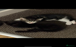 Mixed Breed cats for sale: Kittens , boys  - Image 2