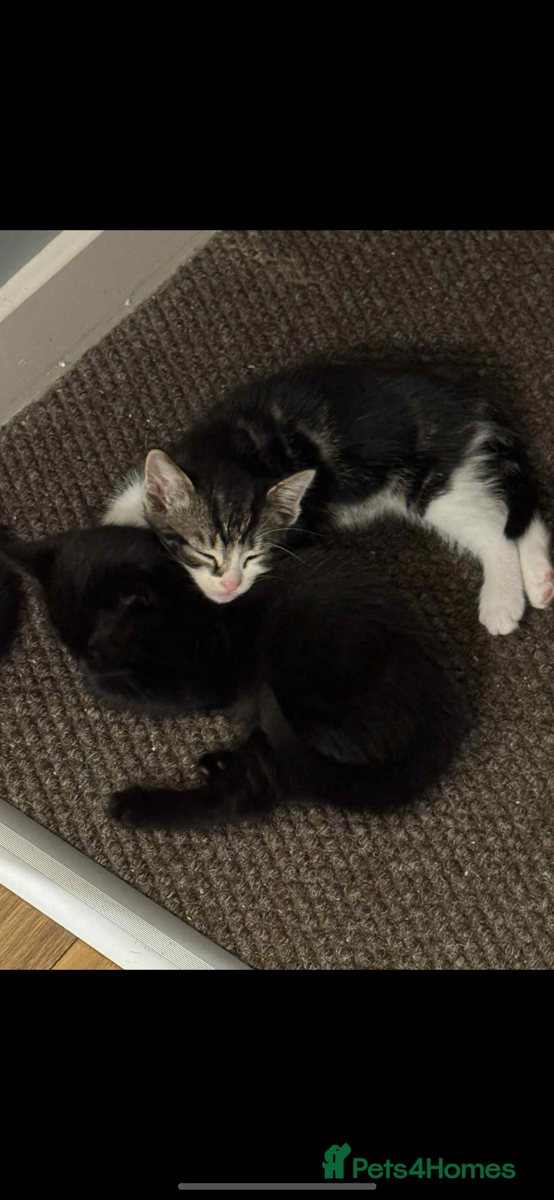 Mixed Breed cats for sale: Kittens , boys  - Image 2