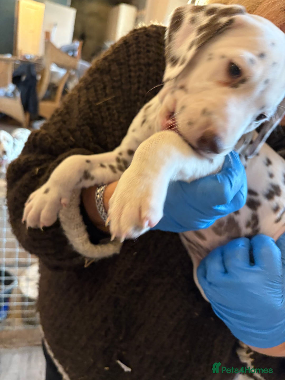 Dalmatian dogs for sale: The most beautiful beautiful Dalmatian puppies  - Advert 16