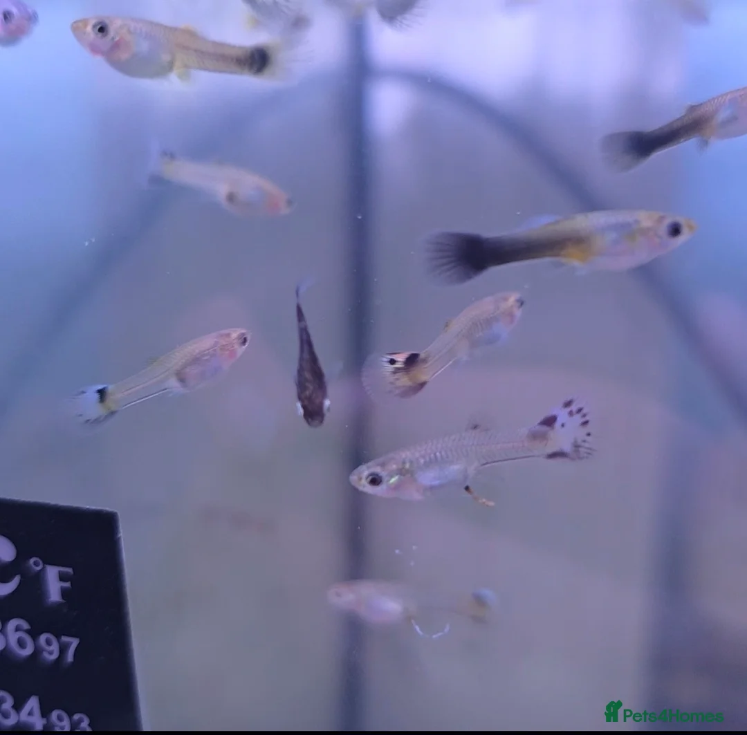 Live Bearers fish for sale: Mixed Snakeskin Guppys x20 - Advert 1