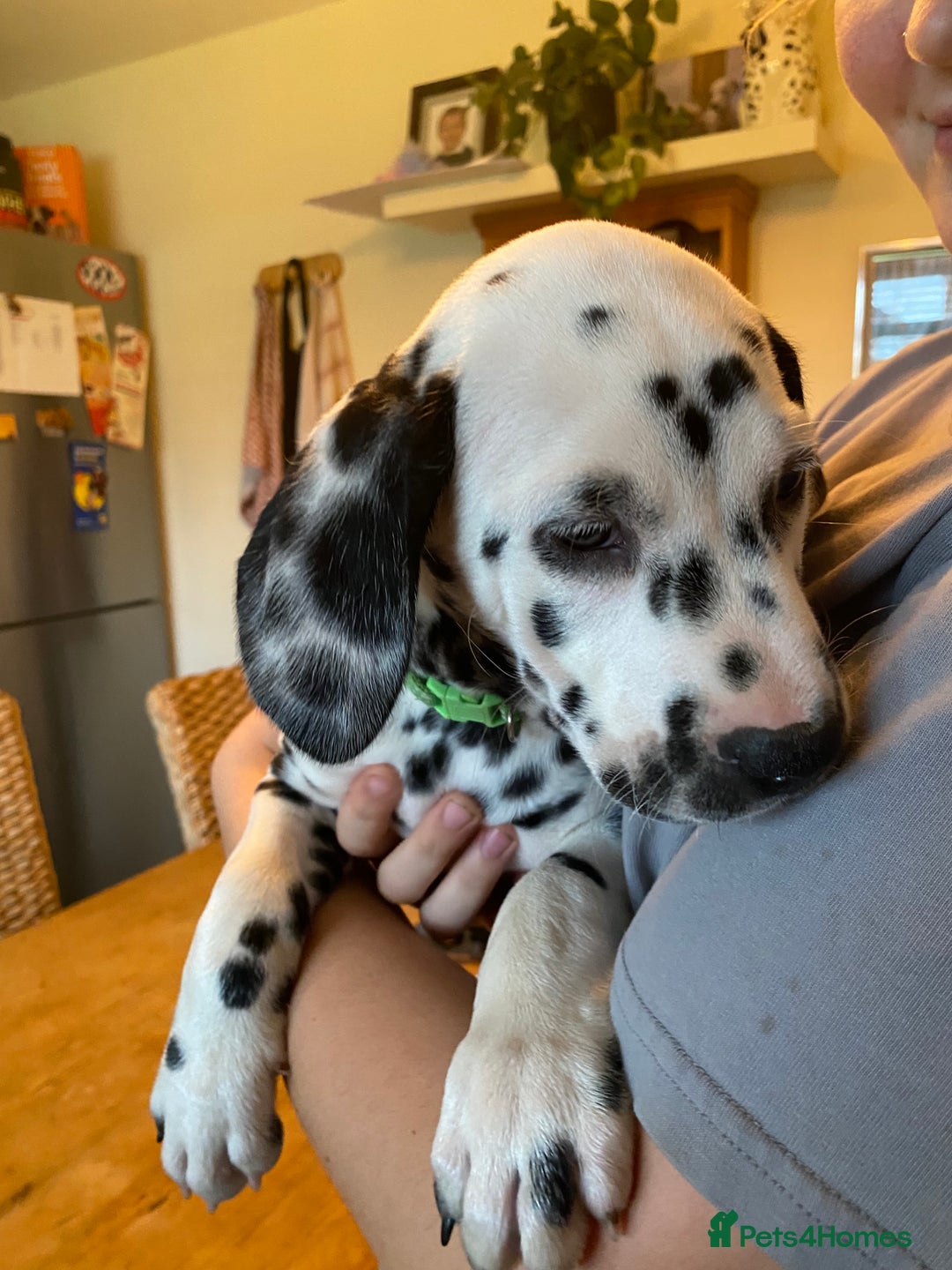 Dalmatian dogs for sale: Top quality show type Dalmatian pups 🐶  - Image 33