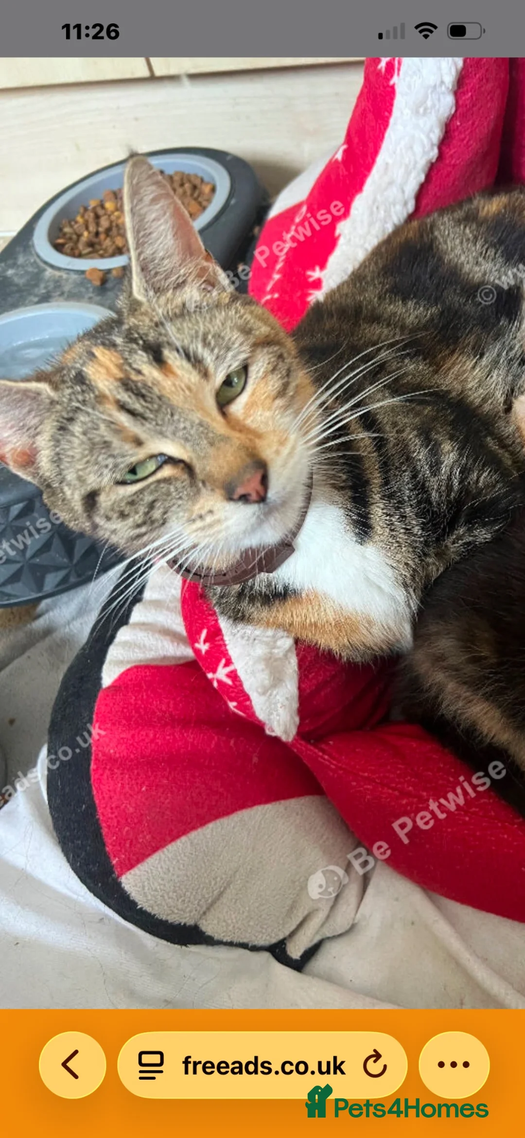 Mixed Breed cats for sale: Beautiful kittens for sale  - Advert 1