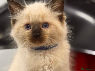 Ragdoll cats 2 Boys left Purebred Ragdoll (TICA REG PARENTS) - Advert 2