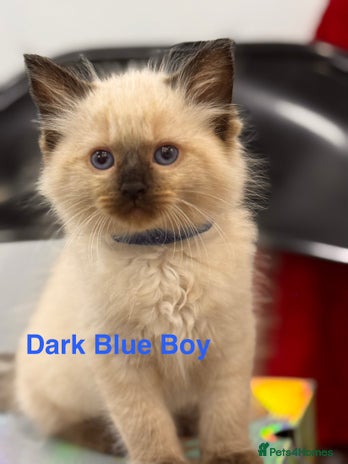 Ragdoll cats 2 Boys left Purebred Ragdoll (TICA REG PARENTS) - Advert 4