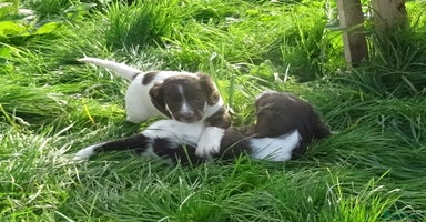 English Springer Spaniel dogs - Advert 5