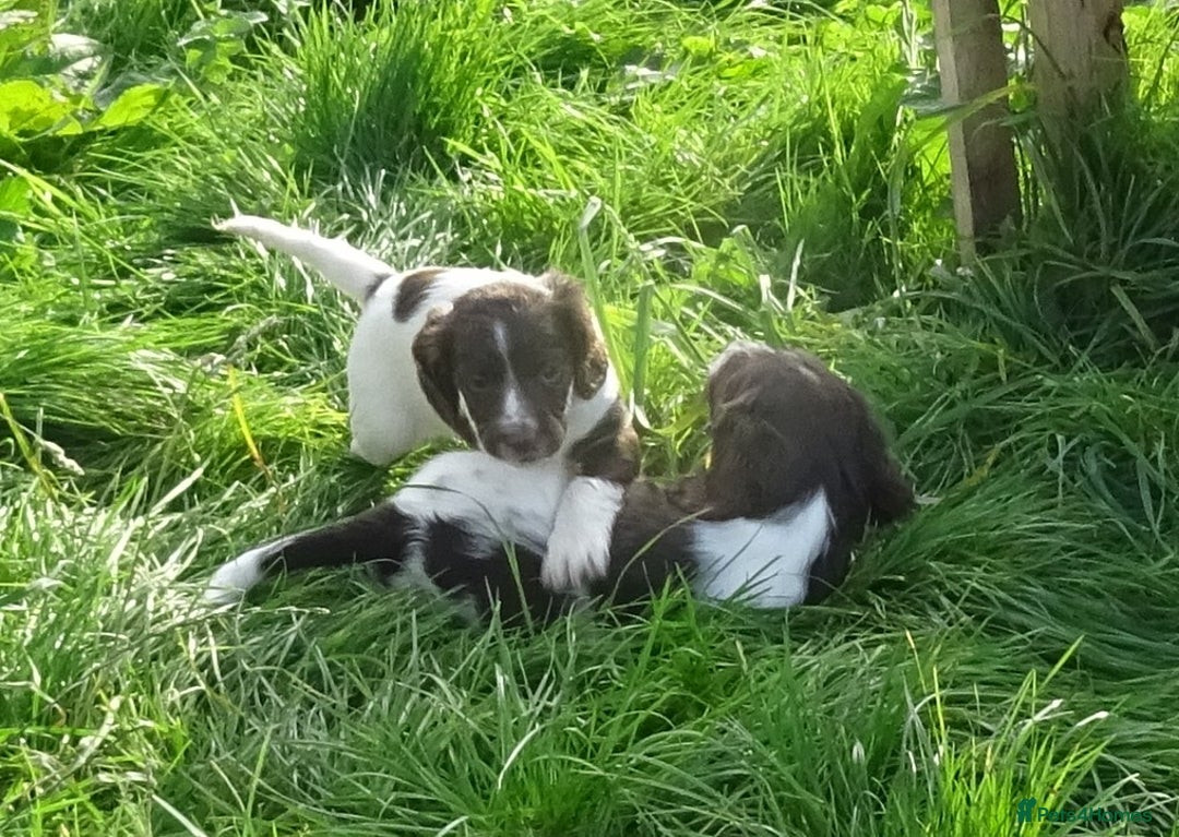 English Springer Spaniel dogs for sale: Gorgeous English Springer Spaniel Puppies - Image 2