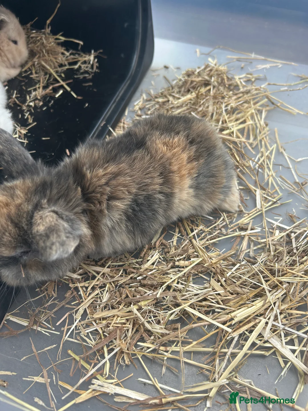 Mini Lop rabbits for sale: Mini Lop Babies - Advert 13