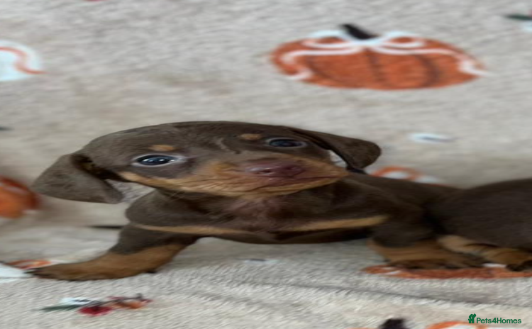 Dachshund dogs - Advert 10