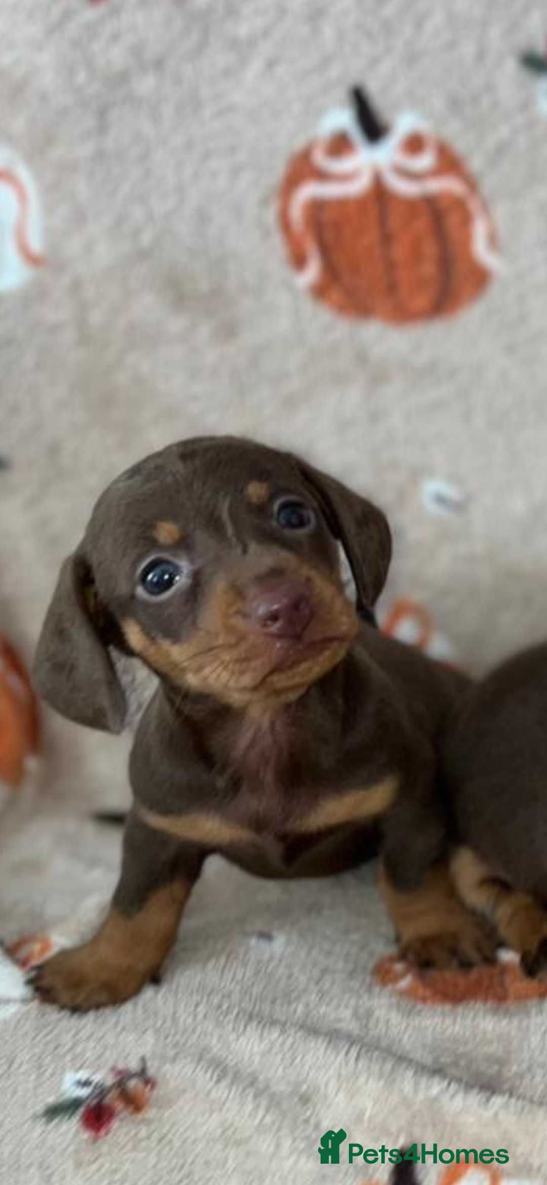 Dachshund dogs for sale: Dachshund Puppies { 2 boys left } - Image 1