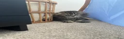 Scottish Fold cats for sale: Adorable Scottish Fold Kittens 💖 in Reigate - Advert 2