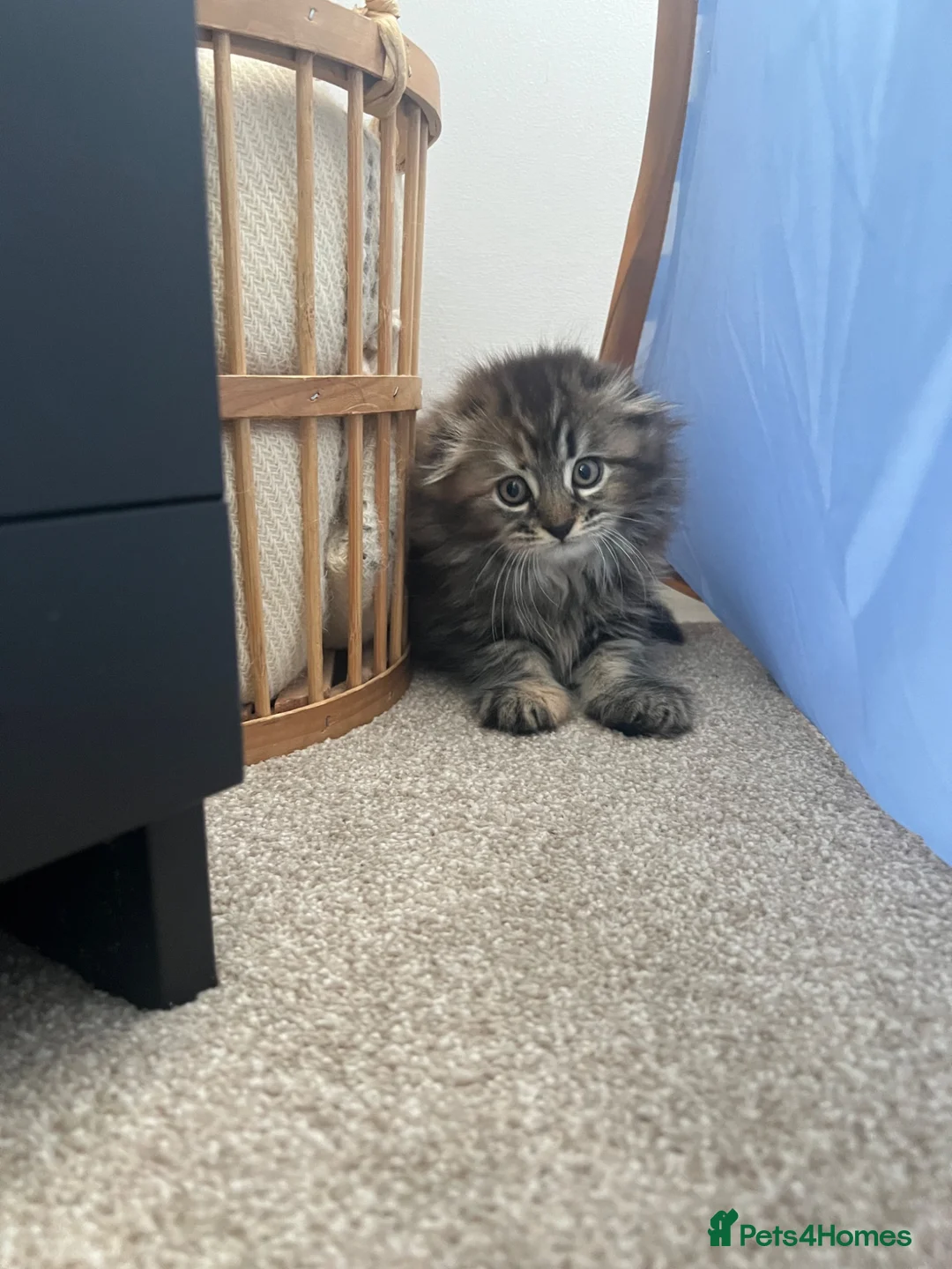 Scottish Fold cats for sale: Adorable Scottish Fold Kittens 💖 in Reigate - Advert 2