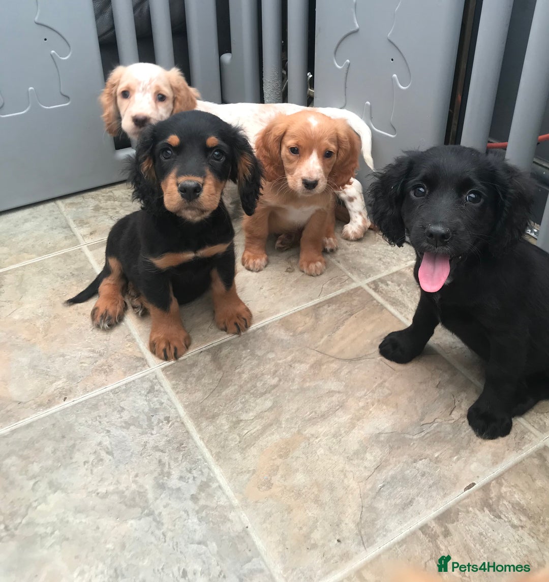 Sprocker dogs for sale: Sprocker pups  - Image 2