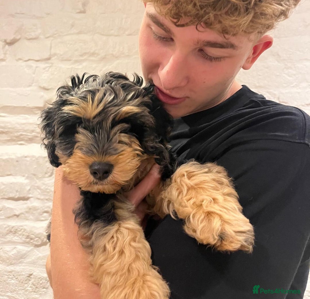 Cockapoo dogs for sale: Reggie the Blue Merle Tri coloured Cockerpoo  - Image 3