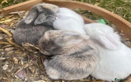 Mini Lop rabbits for sale: Gorgeous Mini Lop Babies - Image 6