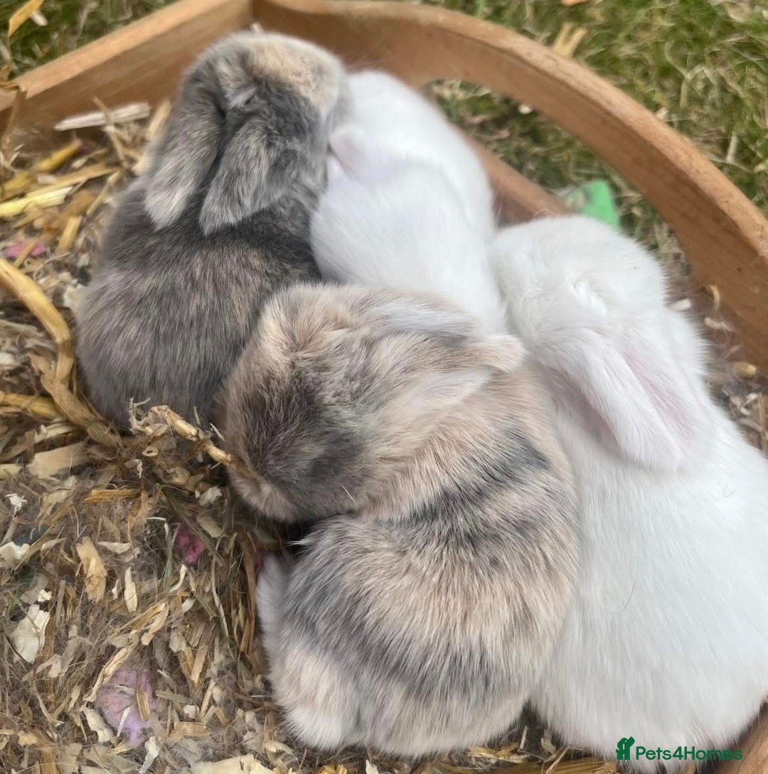 Mini Lop rabbits for sale: Gorgeous Mini Lop Babies - Image 6