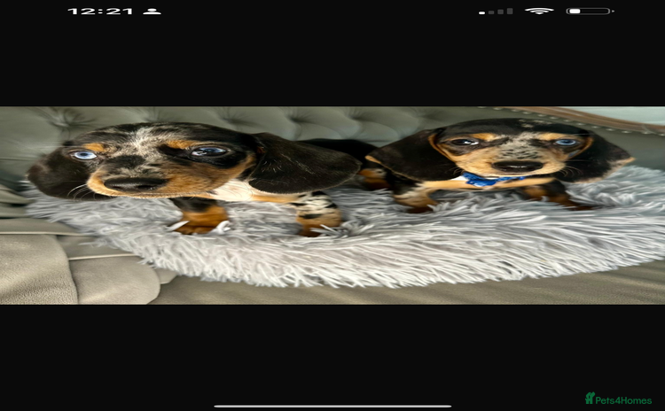 Miniature Dachshund dogs - Advert 1