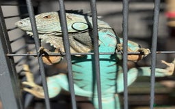 Iguana reptiles for sale: Semi Adult Blue Iguana  - Image 2