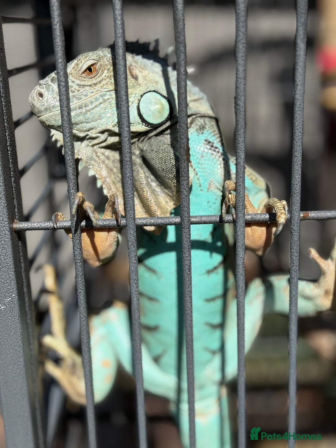 Iguana reptiles for sale: Semi Adult Blue Iguana  - Image 2