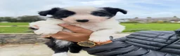 Border Collie dogs for sale: Border collie pups for sale  - Advert 5