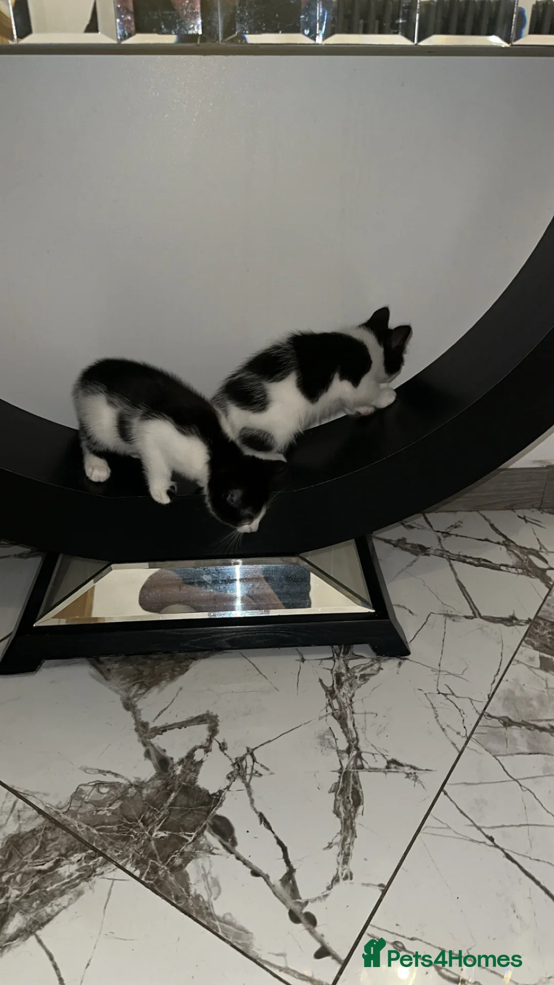 British Shorthair cats for sale: 2 lovely black and white shorthairs - Advert 23