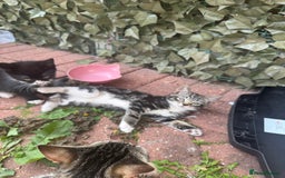 American Shorthair cats for sale: 3  male kittens for sale ( female rehomed) - Image 6