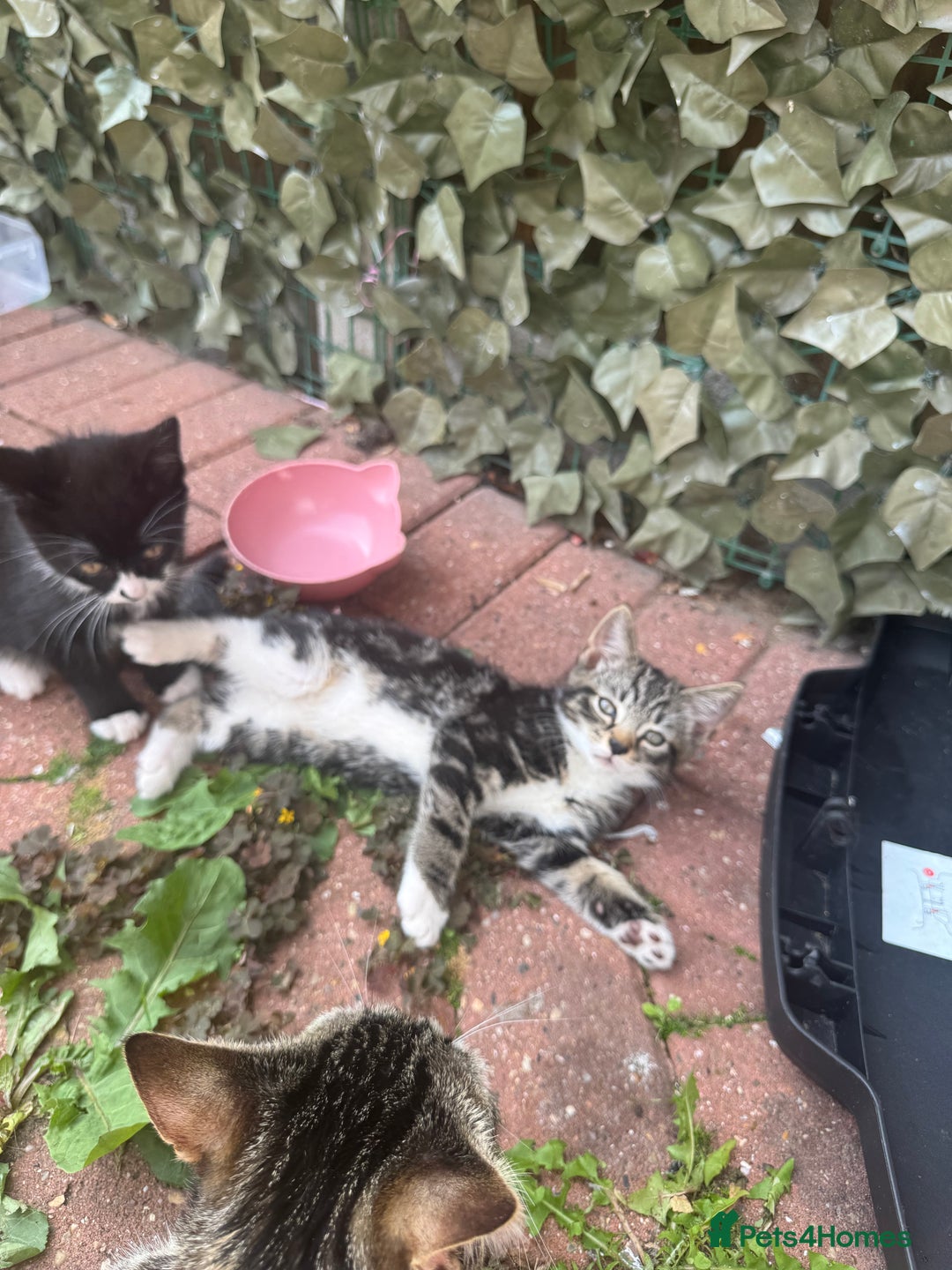 American Shorthair cats for sale: 3  male kittens for sale ( female rehomed) - Image 6