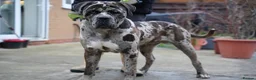 Mixed Breed dogs for sale: handsome mastiff mix cane corso male  - Advert 1