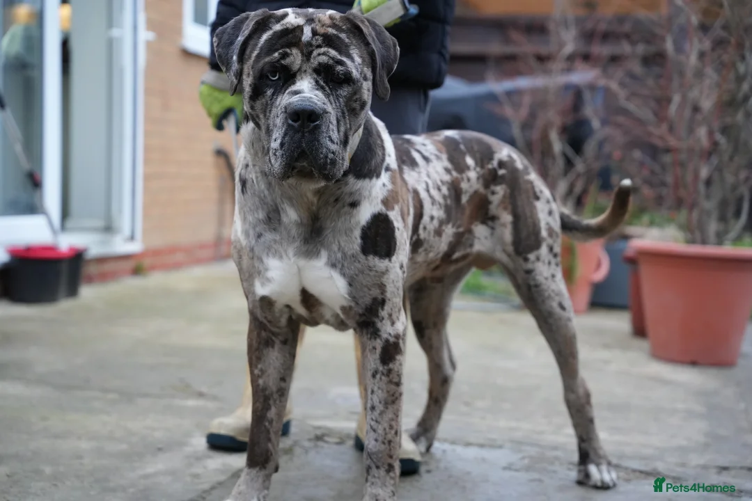 Mixed Breed dogs for sale: handsome mastiff mix cane corso male  - Advert 1