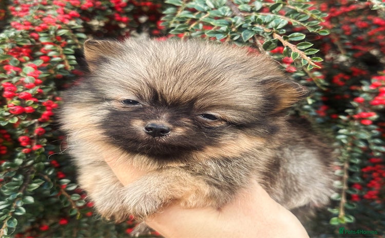 Pomeranian dogs - Advert 5