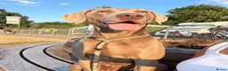 Weimaraner dogs for sale: WEIMARANER  in Barry - Advert 1