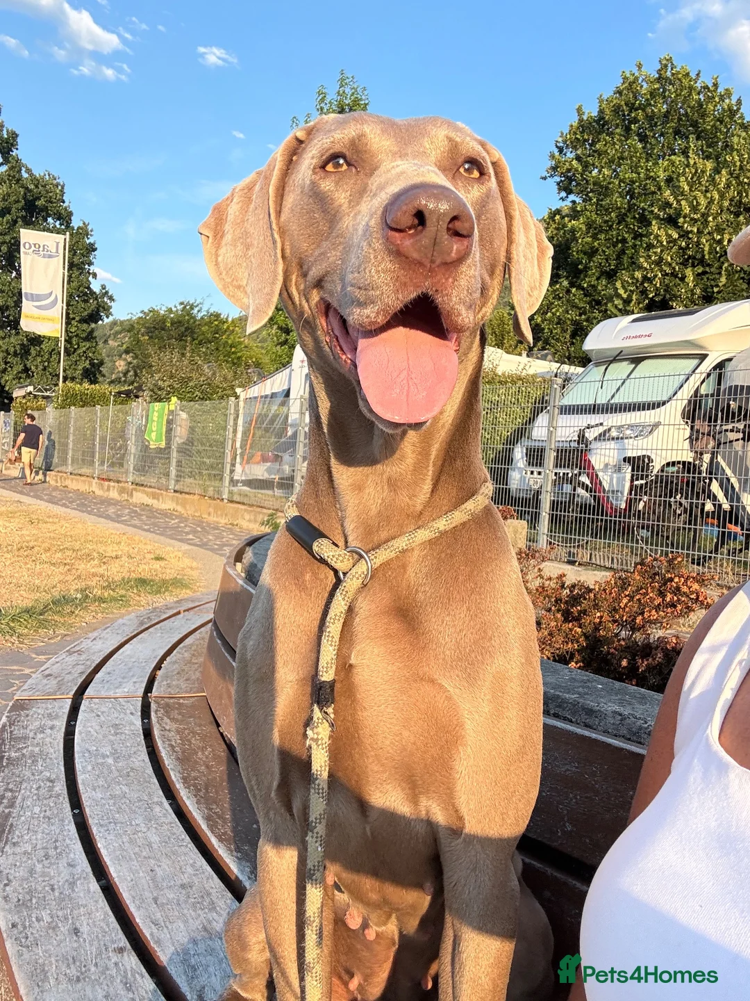 Weimaraner dogs for sale: WEIMARANER  in Barry - Advert 1