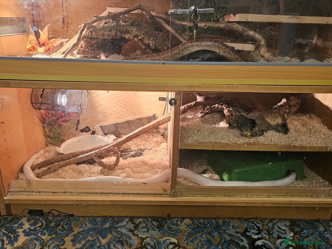 Corn Snake reptiles for sale: Snow corn and viv - Image 9