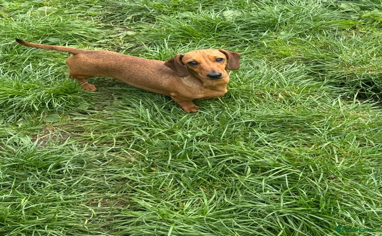 Miniature Dachshund dogs - Advert 1