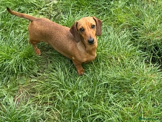 Miniature Dachshund dogs - Advert 7