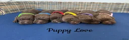 Sprocker dogs for sale: Fully Health Tested F1 Sprocker Spaniel Puppies - Advert 1