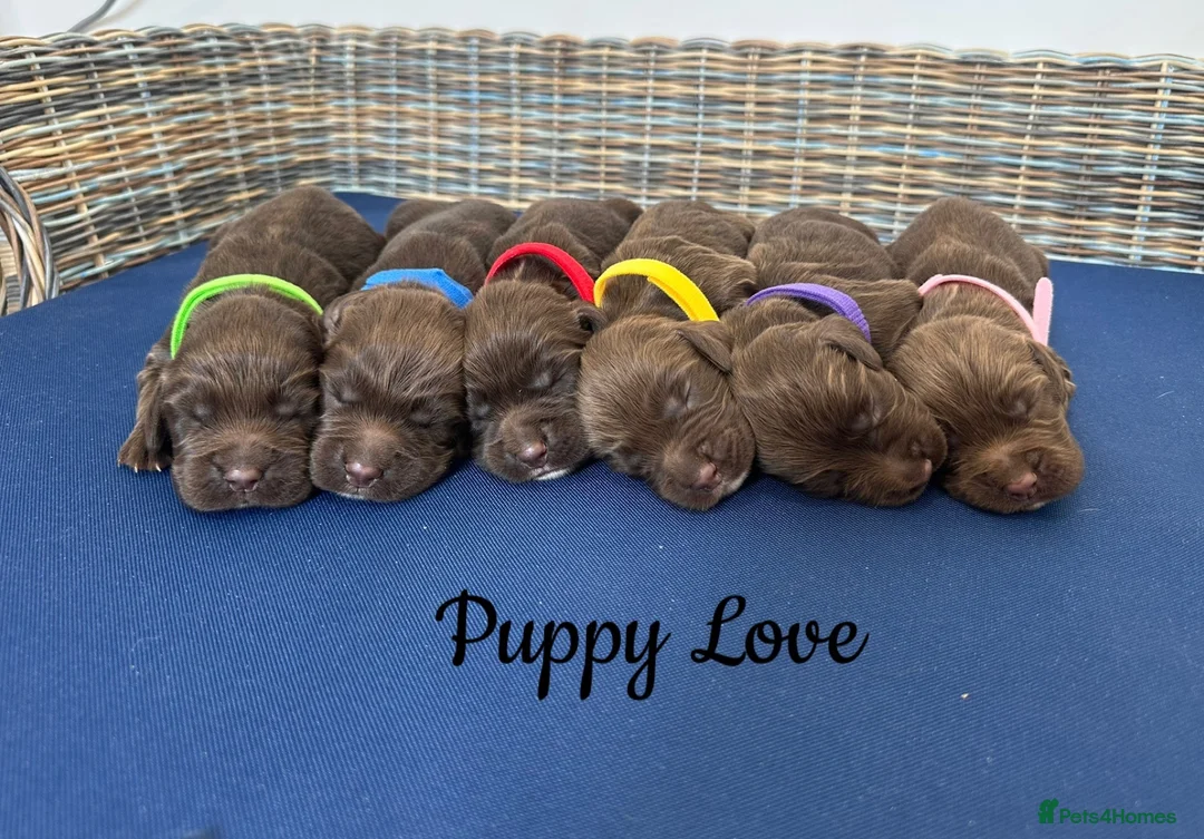 Sprocker dogs for sale: Fully Health Tested F1 Sprocker Spaniel Puppies - Advert 1