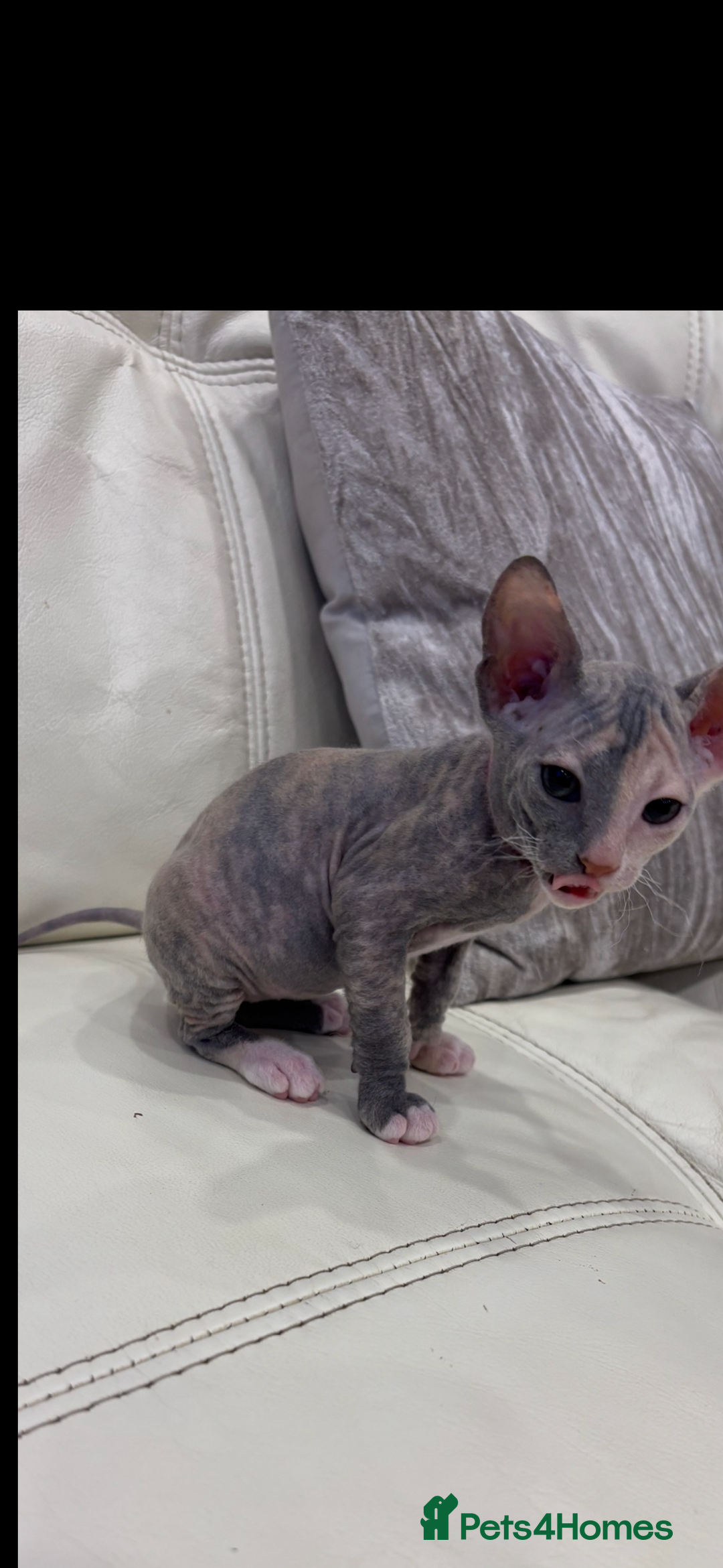 Sphynx cats for sale: Donskoy - Advert 19