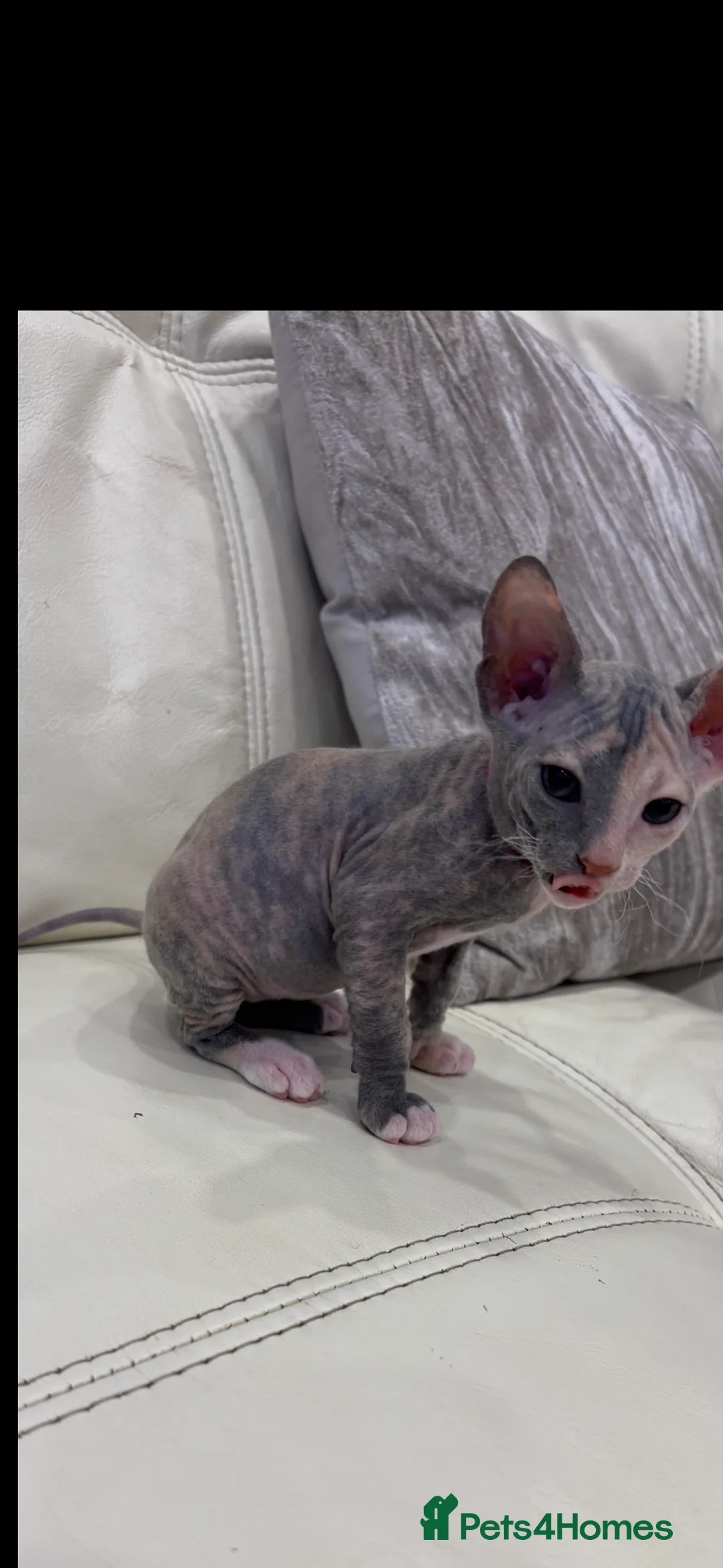 Sphynx cats for sale: Donskoy - Advert 19