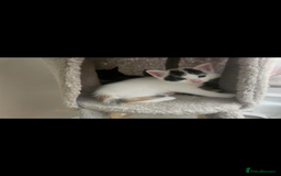 British Shorthair cats for sale: Kittens for sale  - Image 2