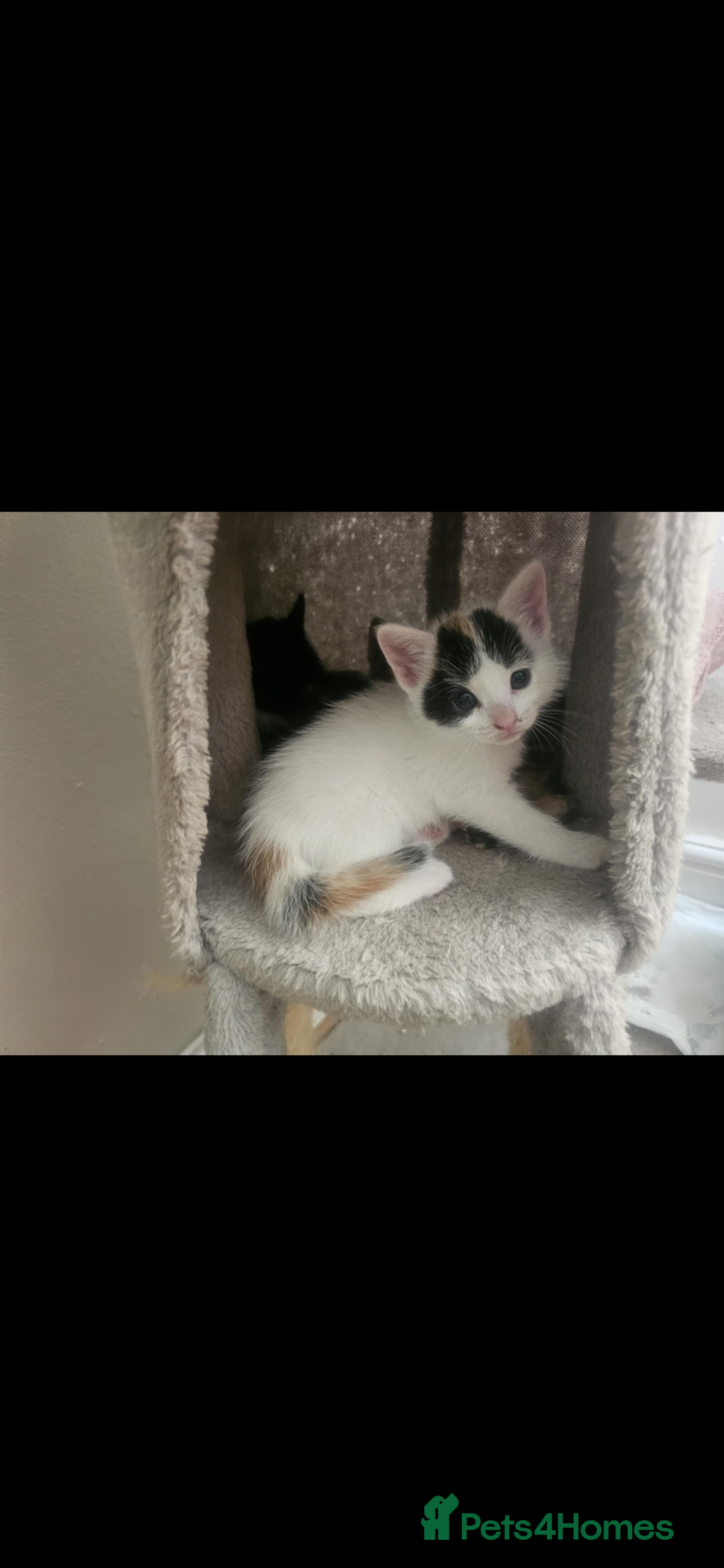 British Shorthair cats for sale: Kittens for sale  - Image 2