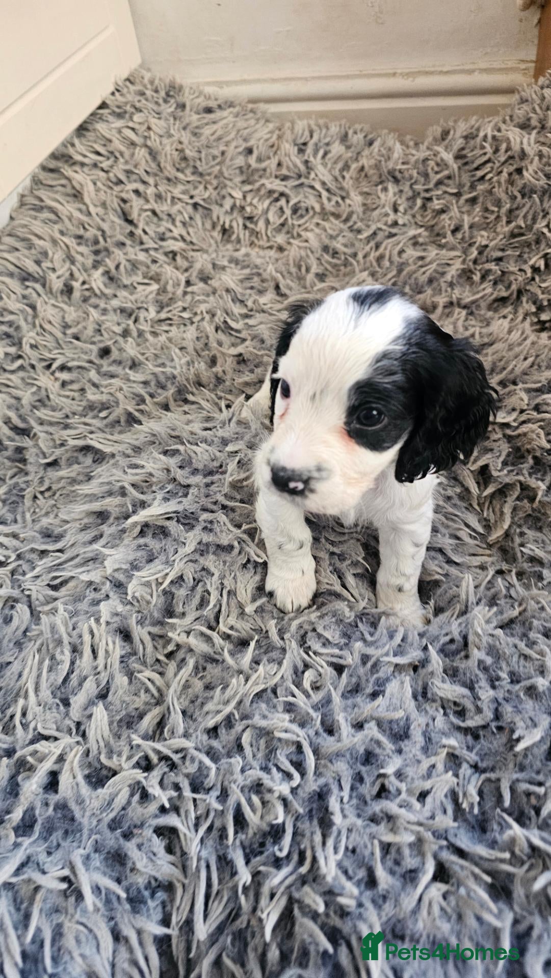 Cocker Spaniel dogs for sale: Black and white/Blue roan cocker spaniel for sale - Advert 16